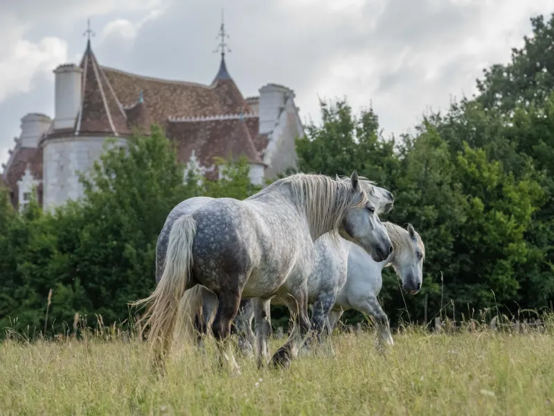 Les iconiques chevaux percherons à admirer au domaine de Courboyer, maison du Parc Naturel du Perche 2023