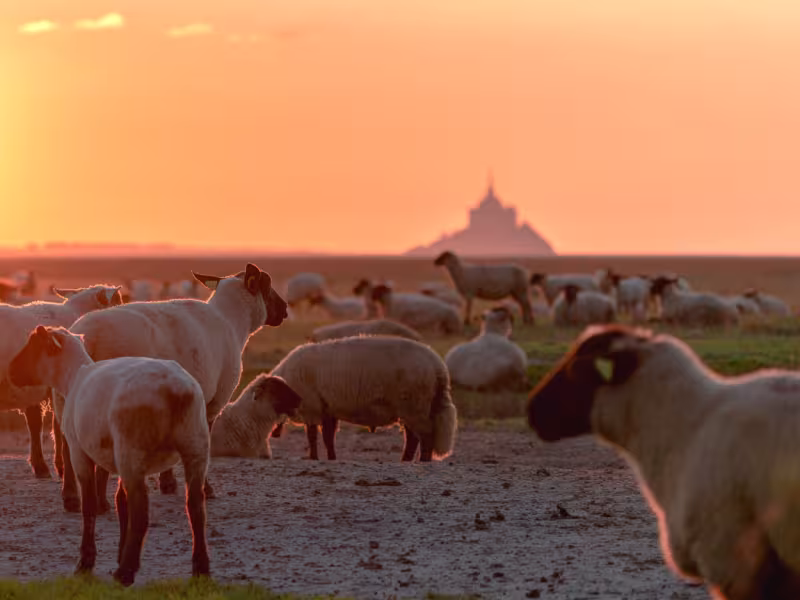Escapade facile depuis Paris de Flers au Mont Saint-Michel par les voies vertes du sud de la Manche