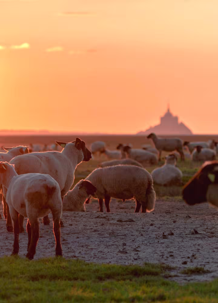 Coucher de Soleil sur le Mont Saint-Michel et les prés salés