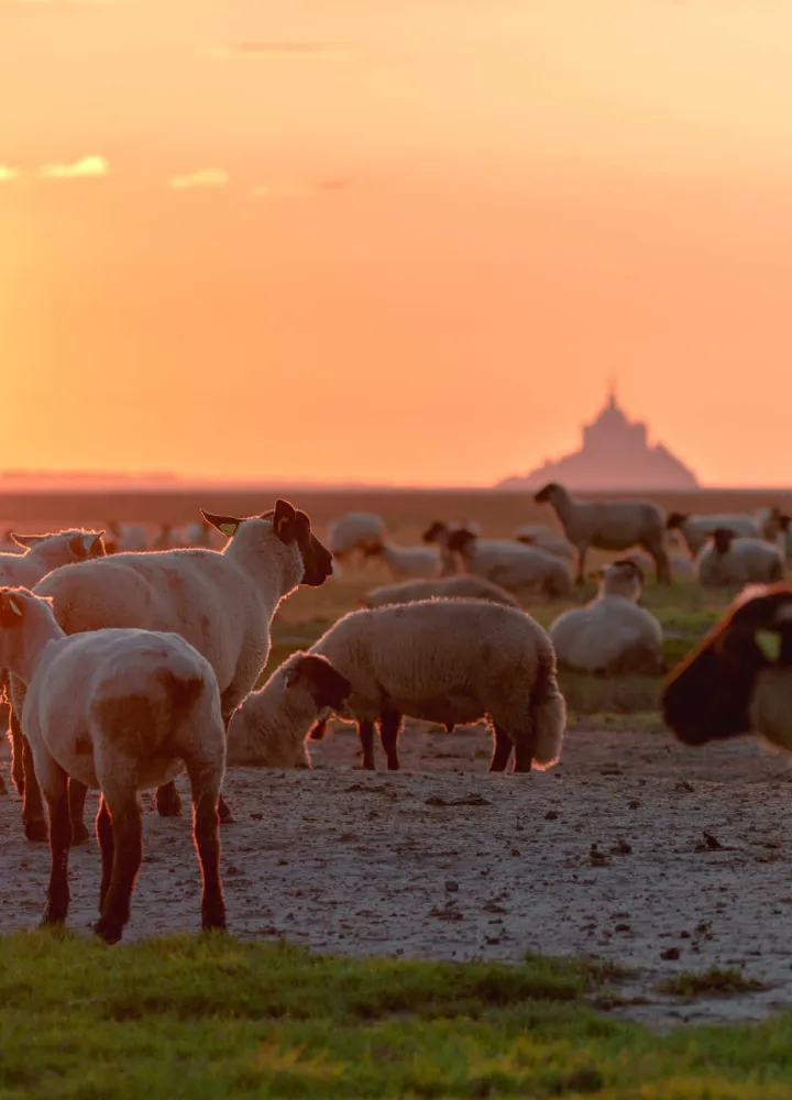Coucher de Soleil sur le Mont Saint-Michel et les prés salés