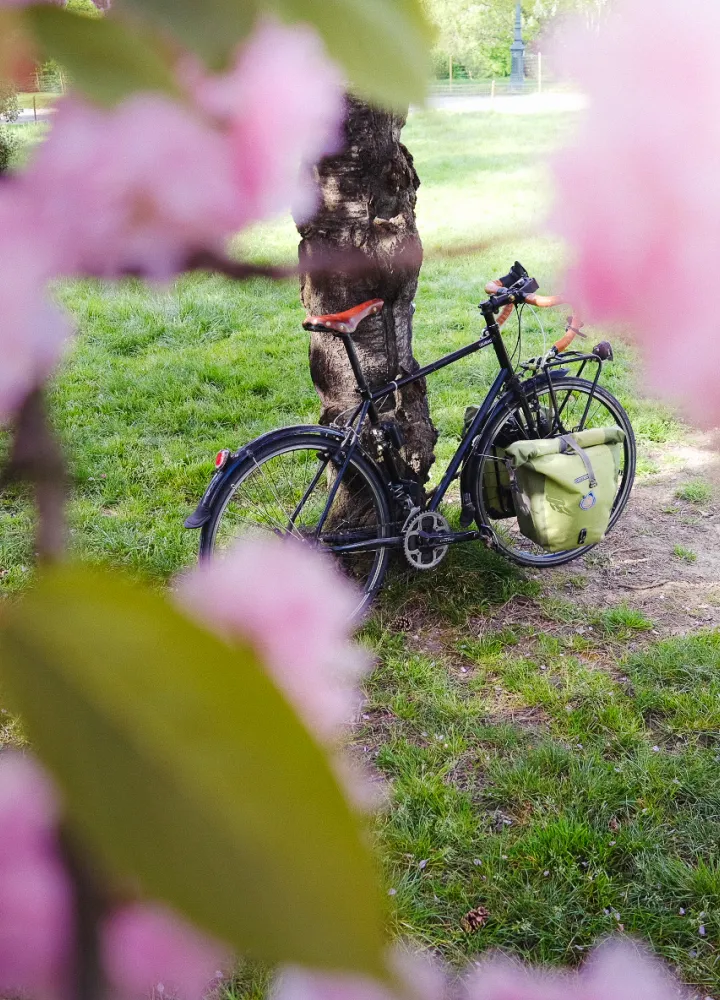 Vélo de voyage avec sacoches vertes appuyé contre un arbre, encadré de cerisiers en fleurs roses au printemps sur la Véloscénie