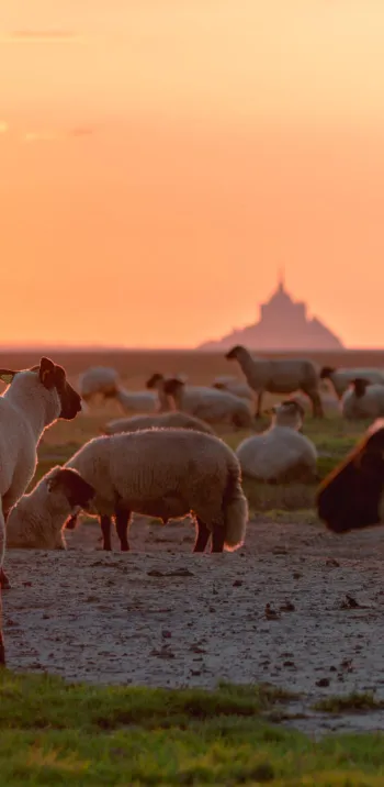 Cap sur Le Mont Saint-Michel en voies vertes