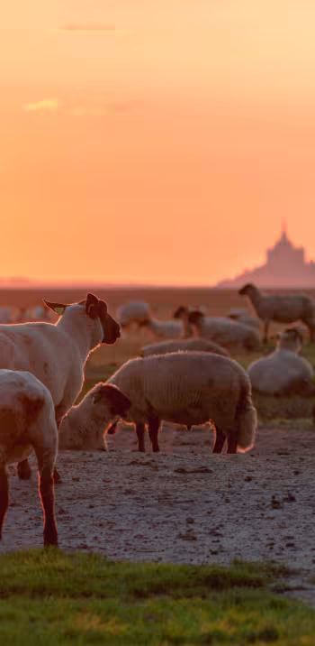 Se balader en baie du Mont Saint-Michel en fin de journée