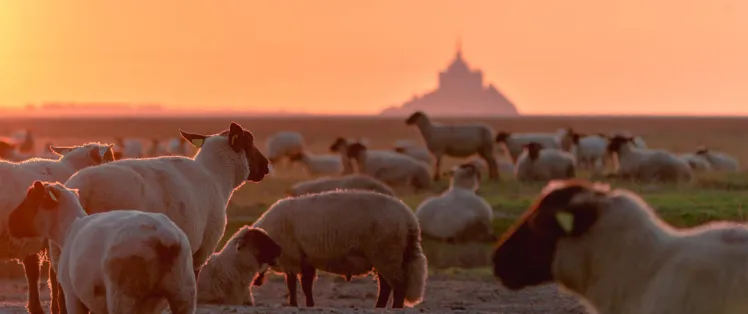 Cap sur Le Mont Saint-Michel en voies vertes