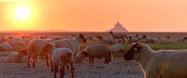 Se balader en baie du Mont Saint-Michel en fin de journée