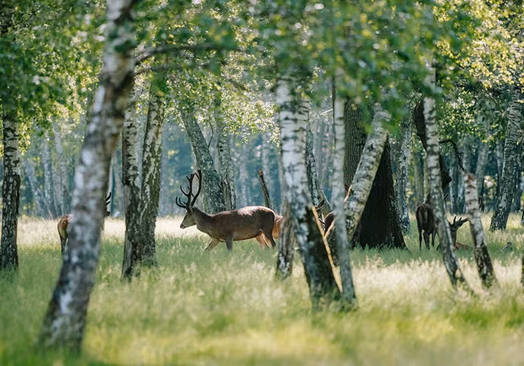 Daim en forêt dans le parc animalier de l'espace Rambouillet