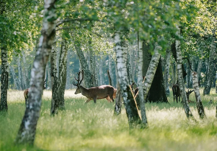 Daim en forêt dans le parc animalier de l'espace Rambouillet