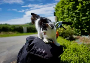 Un chat s'est perché sur une sacoche de voyage à vélo. Une rencontre inattendue sur la Véloscénie