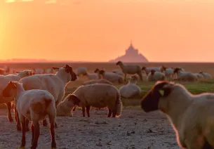 Escapade facile depuis Paris de Flers au Mont Saint-Michel par les voies vertes du sud de la Manche