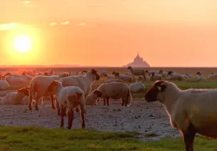 Coucher de Soleil sur le Mont Saint-Michel et les prés salés